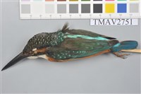 藏品(翠鳥)的圖片